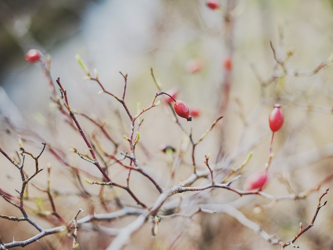 Обои ветка, природа, фон, ягоды, branch, nature, background, berries разрешение 1920x1200 Загрузить