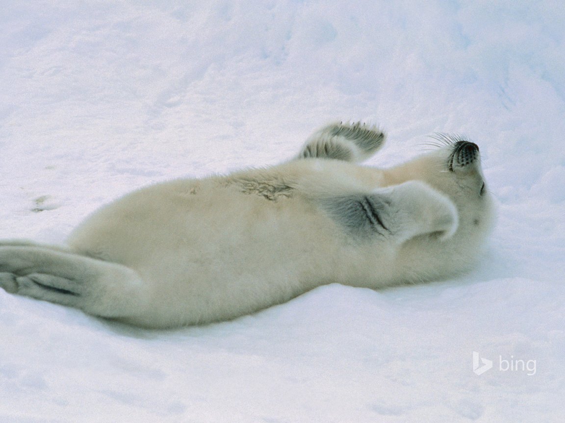 Обои снег, тюлень, детеныш, морской котик, белёк, snow, seal, cub, navy seal, belek разрешение 1920x1200 Загрузить