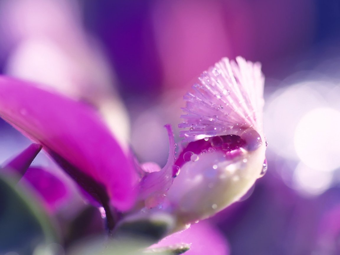 Обои цветок, розовый, капли воды, flower, pink, water drops разрешение 1920x1200 Загрузить