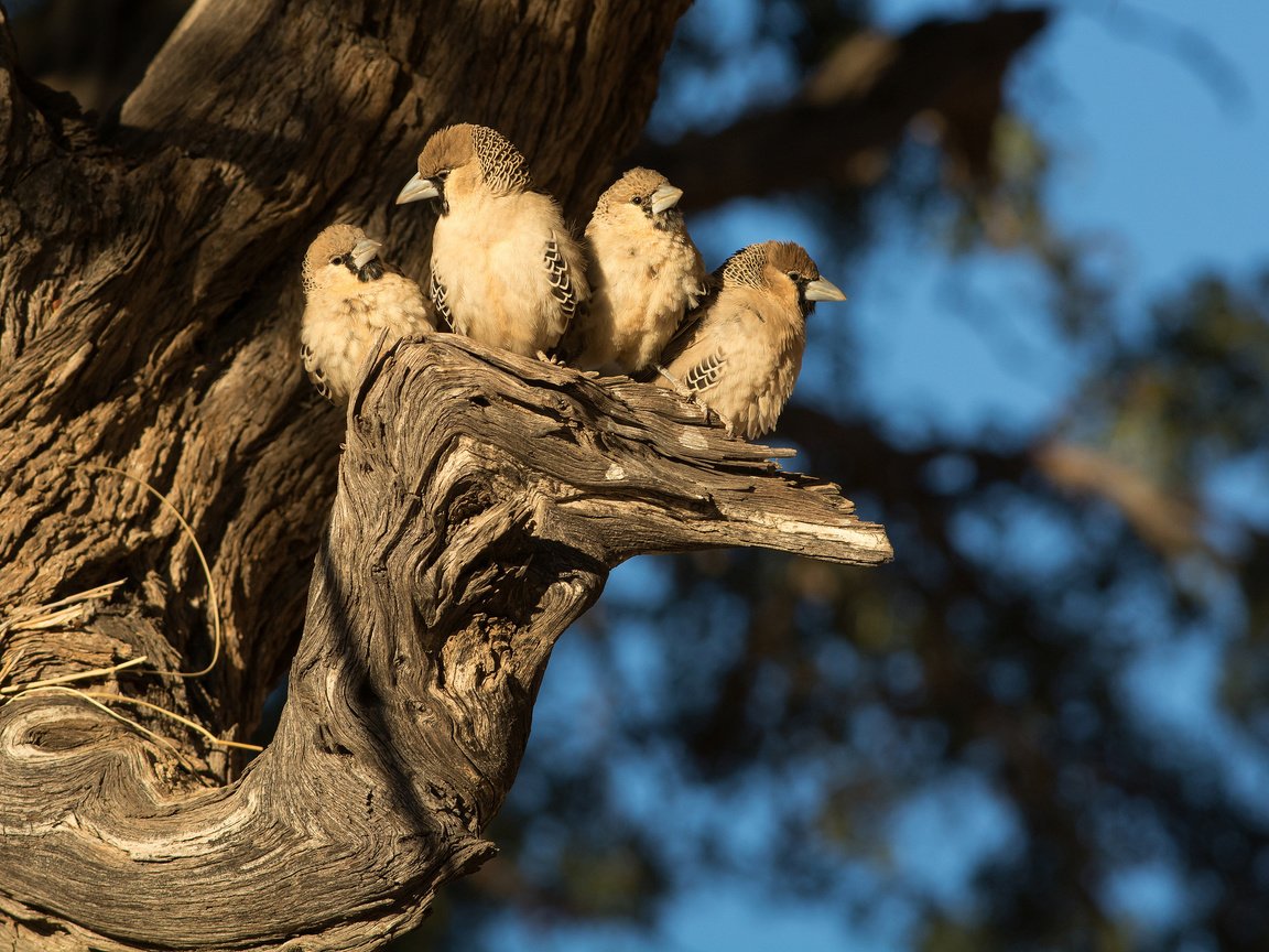 Обои природа, дерево, птицы, nature, tree, birds разрешение 2048x1366 Загрузить