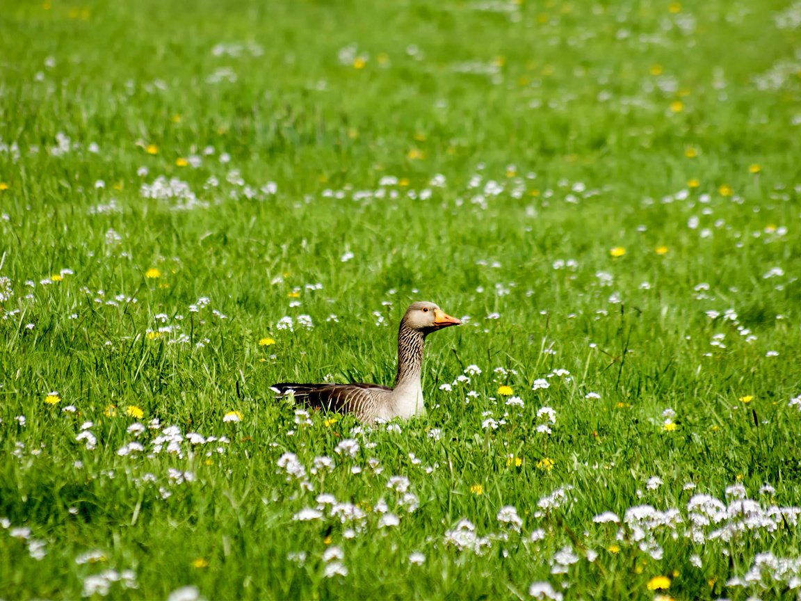 Обои цветы, трава, птица, утка, flowers, grass, bird, duck разрешение 1920x1200 Загрузить