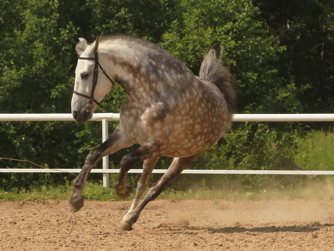 Обои лошадь, конь, грива, копыта, загон, лошадь.бег, horse, mane, hooves, corral, horse.running разрешение 2560x1600 Загрузить