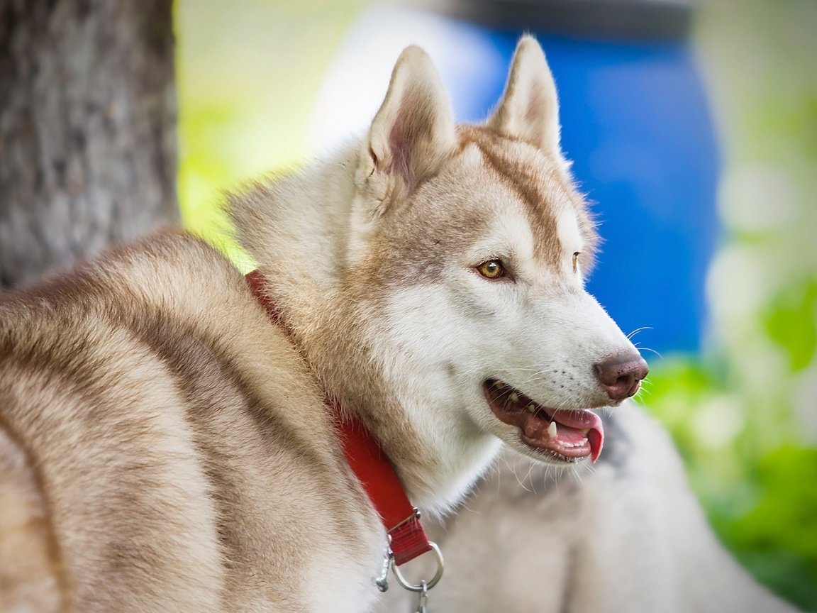 Обои глаза, взгляд, собака, хаски, язык, eyes, look, dog, husky, language разрешение 2560x1600 Загрузить