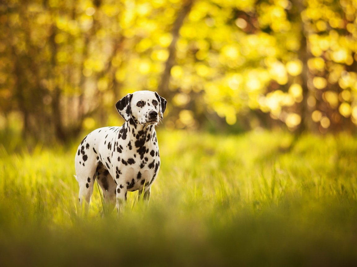 Обои трава, природа, собака, далматин, долматинец, долматин, grass, nature, dog, dalmatian, dolmatinets, dalmatin разрешение 1920x1200 Загрузить