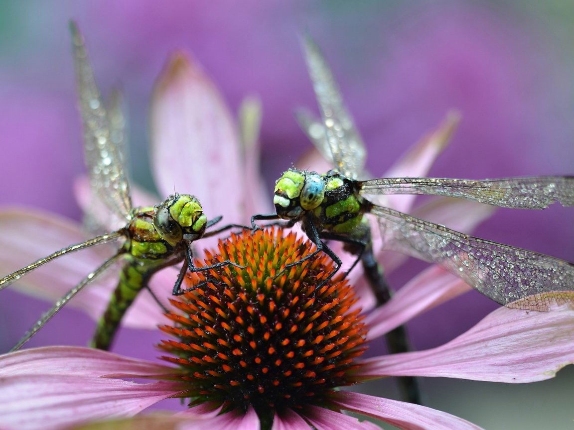 Обои макро, цветок, насекомые, стрекозы, macro, flower, insects, dragonflies разрешение 3879x2372 Загрузить