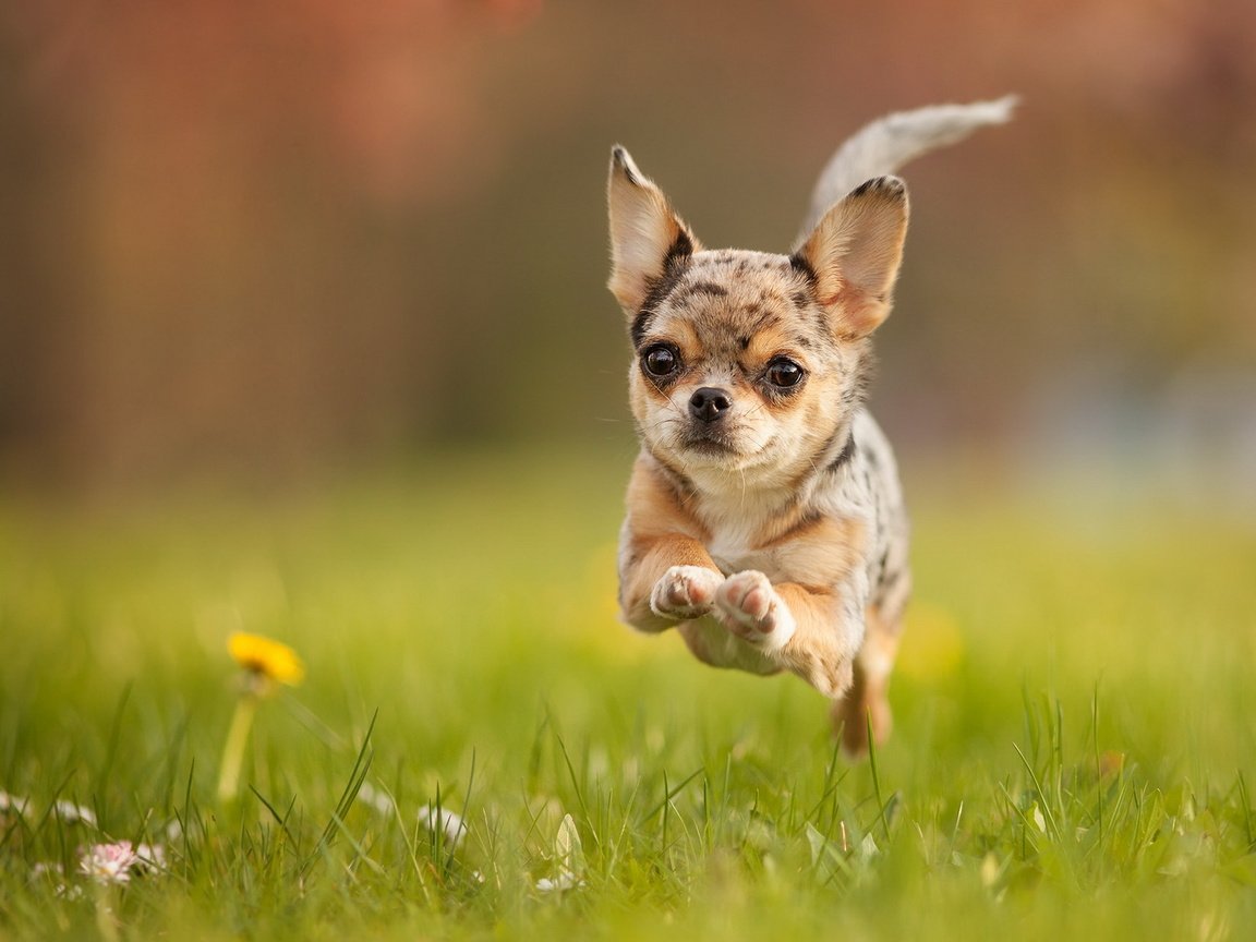 Обои поле, собака, бег, чихуахуа, field, dog, running, chihuahua разрешение 1920x1200 Загрузить