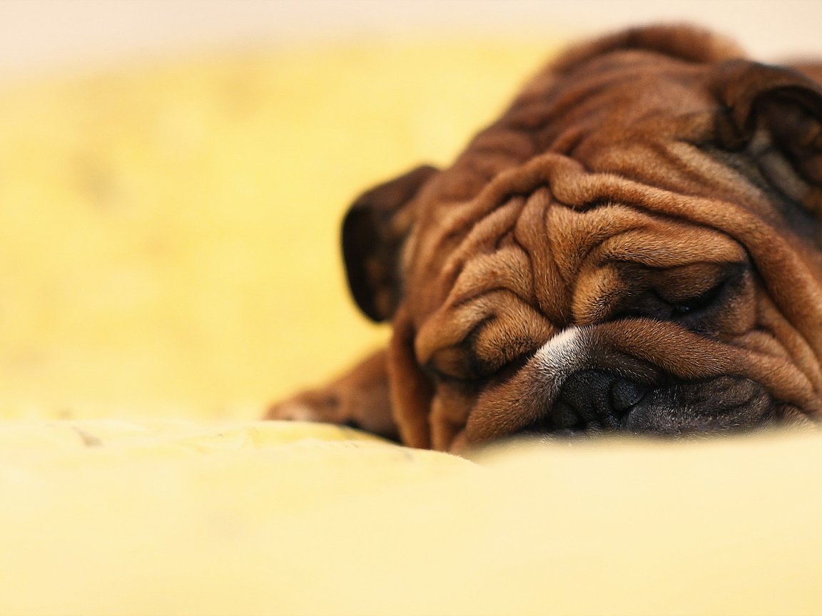 Обои собака, спит, шарпей, dog, sleeping, sharpay разрешение 2560x1613 Загрузить