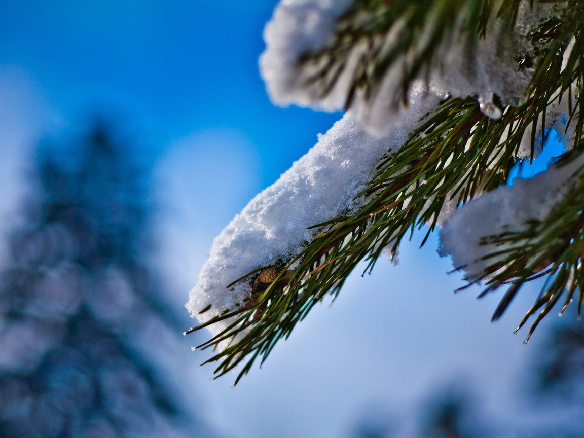 Обои снег, хвоя, зима, ель, иголки, еловая ветка, snow, needles, winter, spruce, spruce branch разрешение 2048x1365 Загрузить