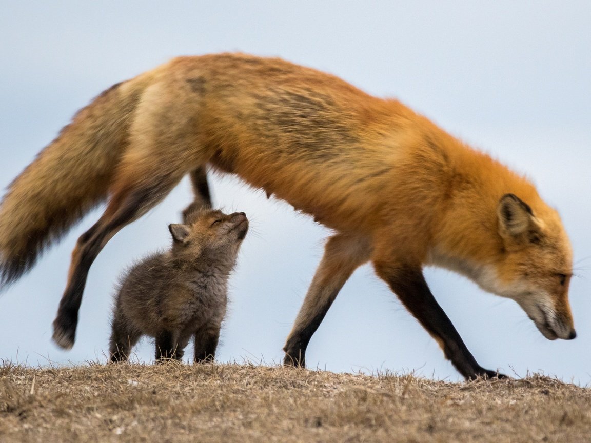 Обои трава, природа, лиса, лисица, сухая, лисенок, grass, nature, fox, dry разрешение 2590x1727 Загрузить