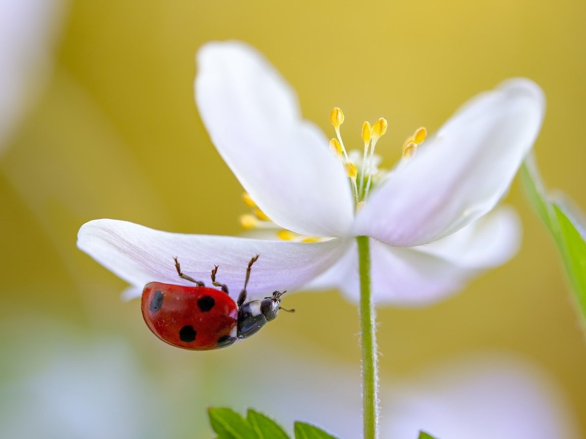 Обои природа, макро, насекомое, цветок, белый, божья коровка, nature, macro, insect, flower, white, ladybug разрешение 2047x1182 Загрузить