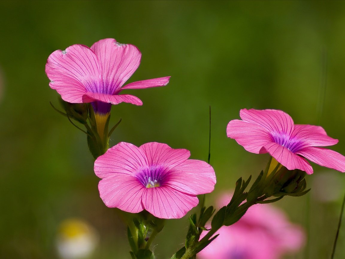 Обои цветы, розовые, яркий, лен, цветком, ziva & amir, hairy pink flax, полевой цветок, flowers, pink, bright, len, flower, wild flower разрешение 4769x3121 Загрузить