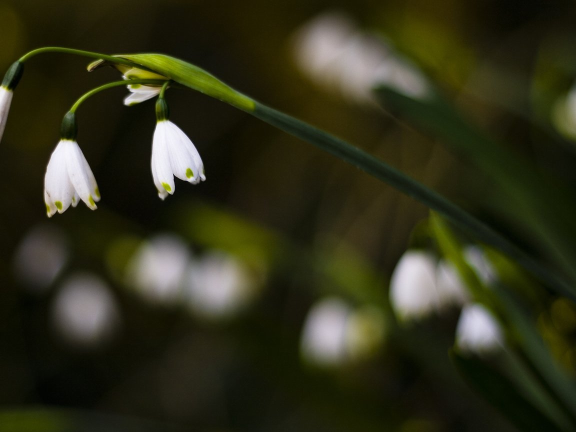 Обои цветы, природа, макро, ландыши, белые, flowers, nature, macro, lilies of the valley, white разрешение 1920x1200 Загрузить