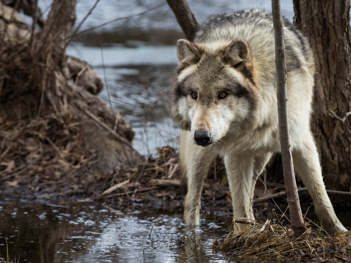 Обои морда, вода, дерево, хищник, волк, face, water, tree, predator, wolf разрешение 2048x1365 Загрузить