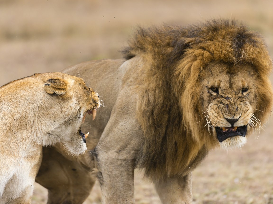 Обои львы, лев, хищники, львица, lions, leo, predators, lioness разрешение 2000x1335 Загрузить