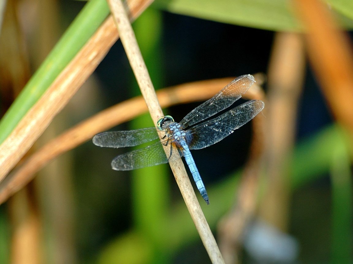 Обои трава, крылья, насекомые, стрекоза, grass, wings, insects, dragonfly разрешение 2560x1600 Загрузить