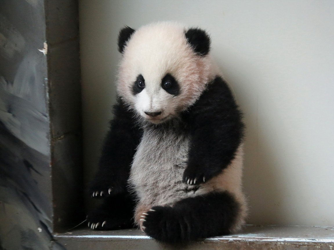 Обои панда, атланта, giant panda, зоо, panda, atlanta, zoo разрешение 1920x1200 Загрузить