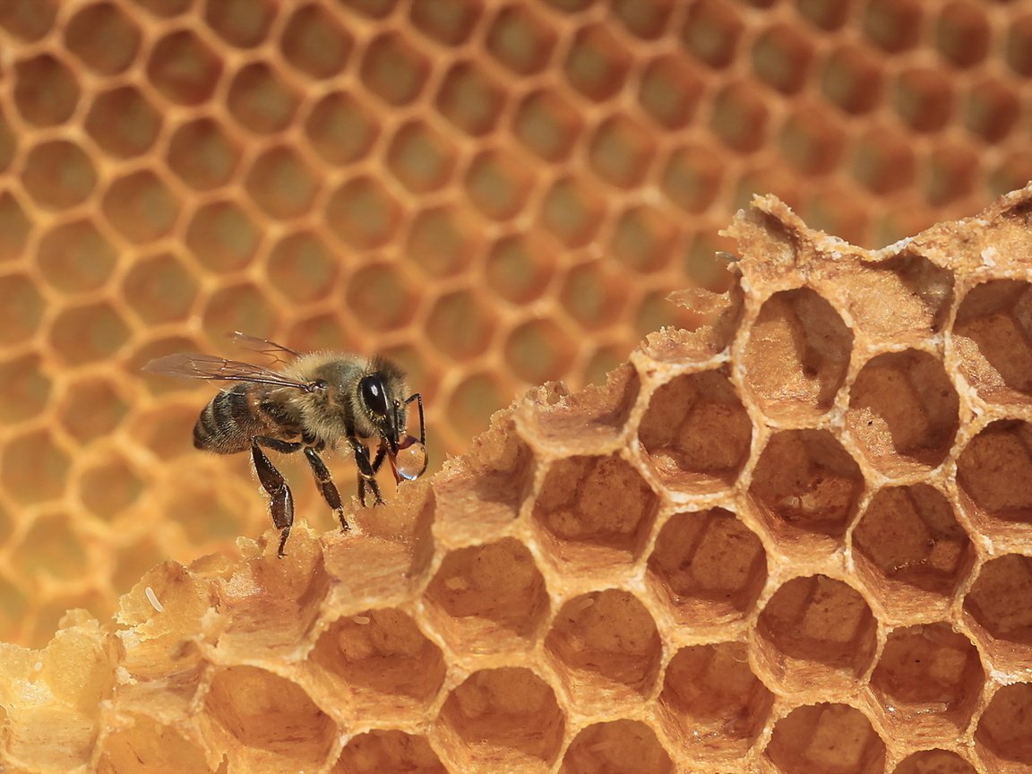 Обои макро, насекомое, соты, пчела, мед, macro, insect, cell, bee, honey разрешение 1920x1200 Загрузить