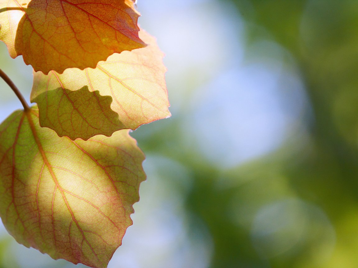 Обои природа, листья, макро, осень, блики, осенние листья, nature, leaves, macro, autumn, glare, autumn leaves разрешение 1920x1280 Загрузить