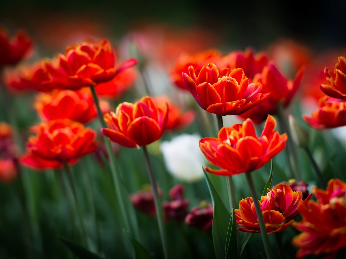 Обои цветы, поле, лепестки, весна, тюльпаны, flowers, field, petals, spring, tulips разрешение 2048x1095 Загрузить