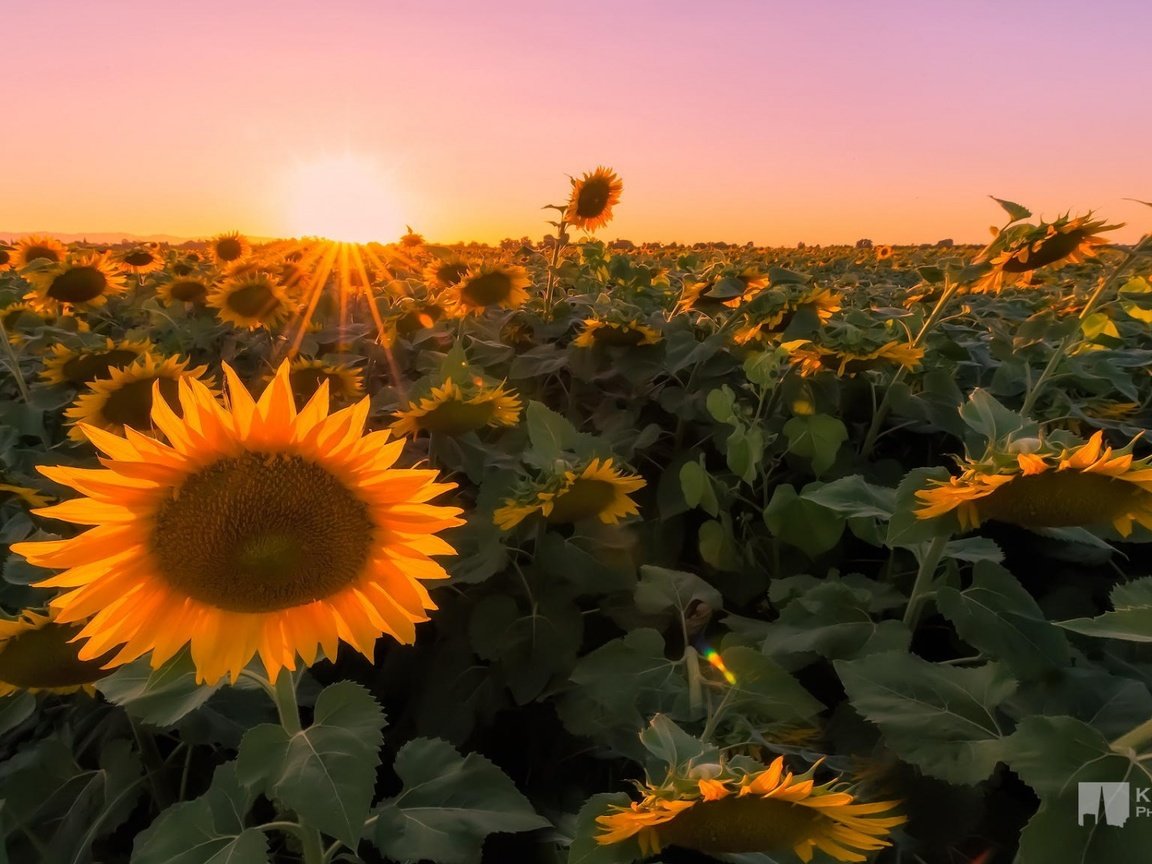 Обои закат, макро, поле, фотограф, подсолнухи, kenji yamamura, sunset, macro, field, photographer, sunflowers разрешение 1920x1080 Загрузить