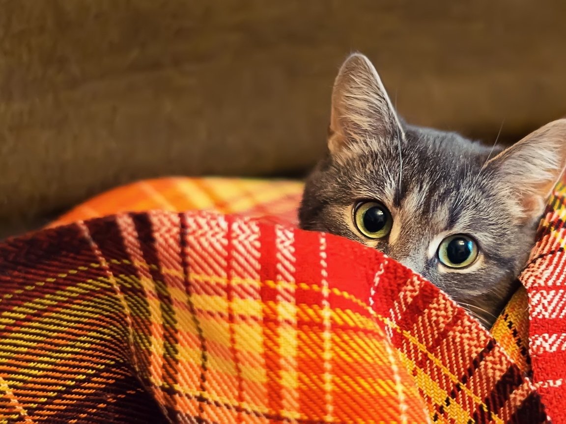 Обои кот, шерсть, взгляд, одеяло, плед, cat, wool, look, blanket, plaid разрешение 2000x1126 Загрузить