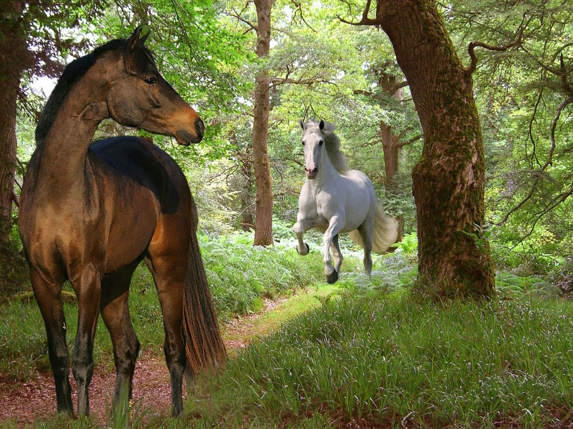 Обои природа, лес, лошади, nature, forest, horse разрешение 1920x1080 Загрузить