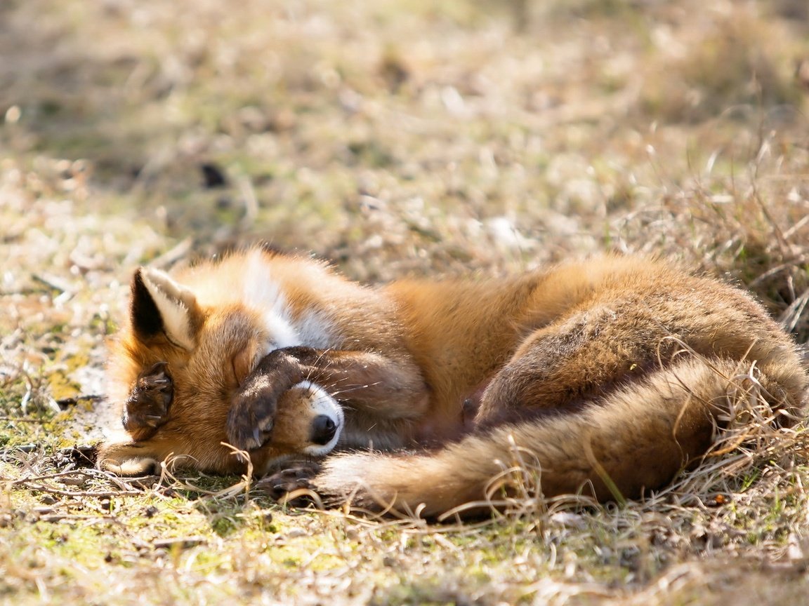 Обои трава, природа, фон, лиса, лисица, сухая, grass, nature, background, fox, dry разрешение 2053x1080 Загрузить