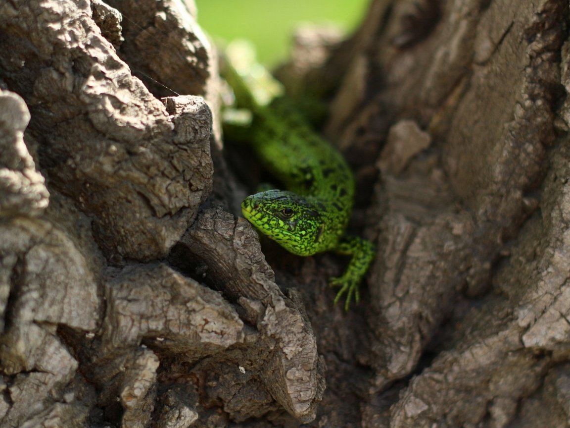 Обои природа, дерево, ящерица, зеленая, рептилия, nature, tree, lizard, green, reptile разрешение 1920x1200 Загрузить