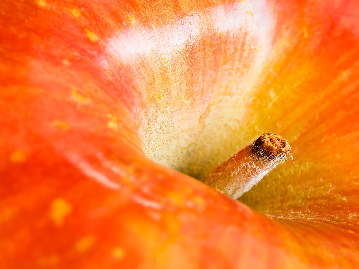 Обои макро, фрукты, плод, яблоко, красное, хвостик, macro, fruit, the fruit, apple, red, ponytail разрешение 1920x1200 Загрузить