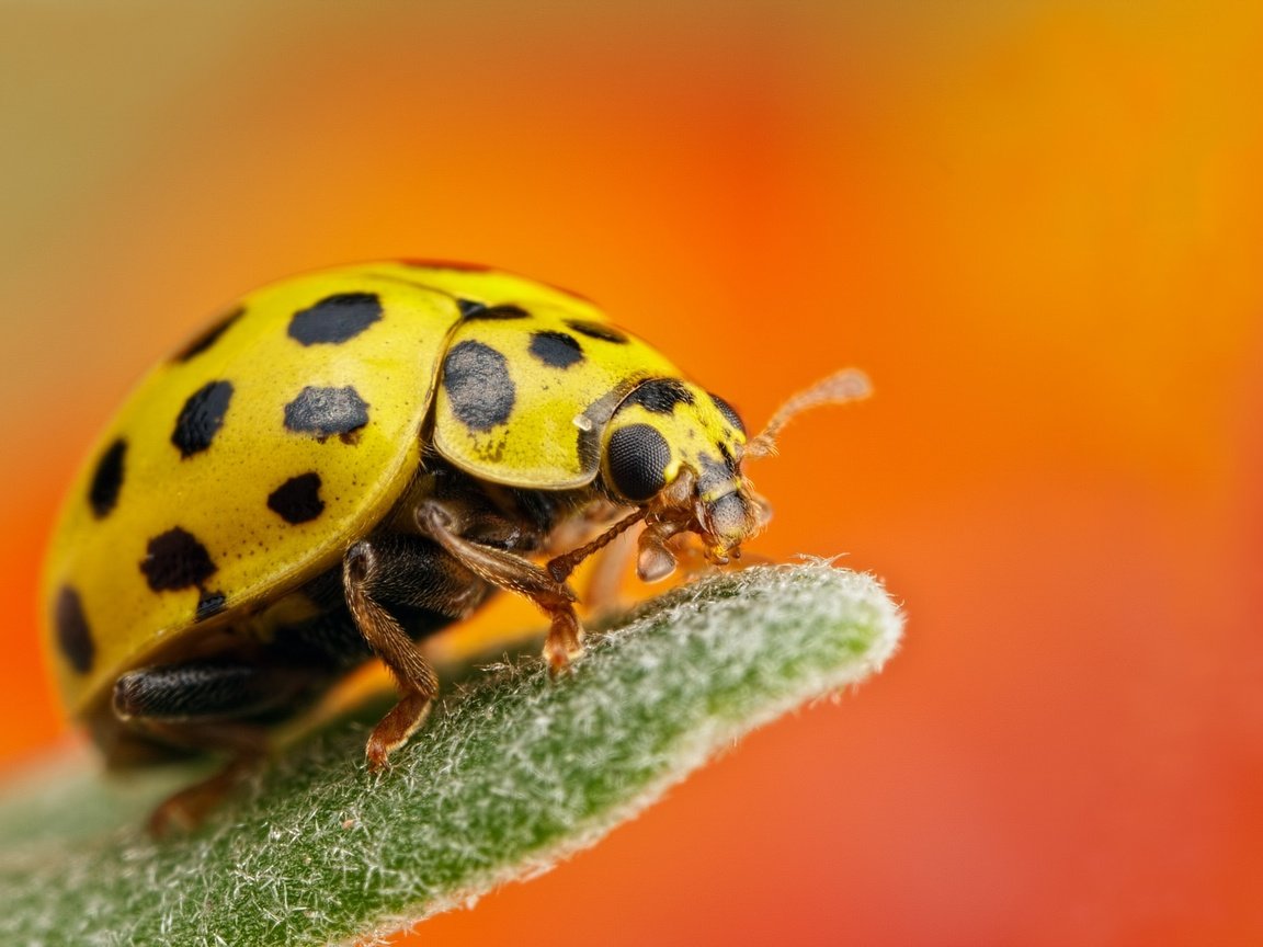 Обои макро, насекомое, фон, божья коровка, жёлтая, macro, insect, background, ladybug, yellow разрешение 2048x1365 Загрузить