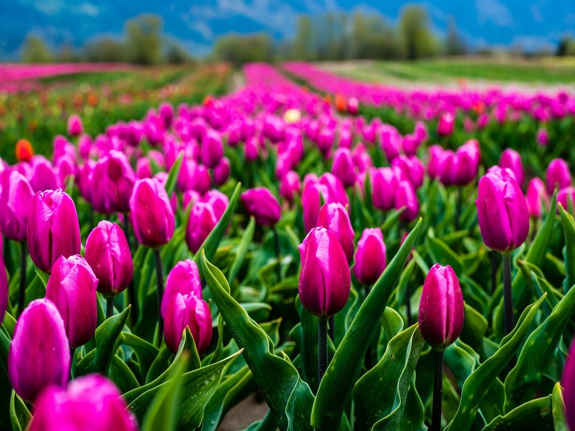 Обои цветы, природа, поле, тюльпаны, flowers, nature, field, tulips разрешение 2048x1367 Загрузить