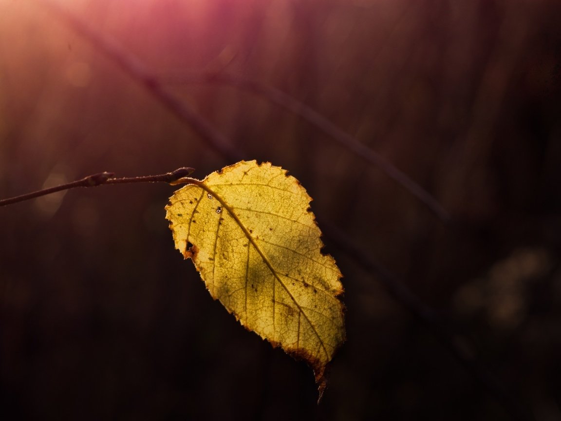 Обои природа, макро, осень, лист, nature, macro, autumn, sheet разрешение 2048x1414 Загрузить