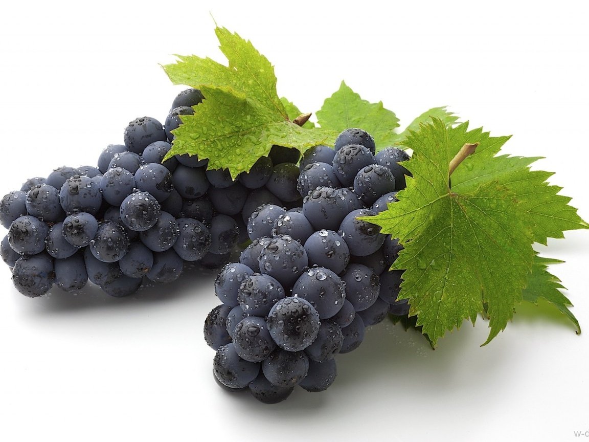 Обои листья, виноград, капли, ягоды, кисть, гроздь, грозди, виноградные, leaves, grapes, drops, berries, brush, bunch, bunches, grape разрешение 1920x1276 Загрузить
