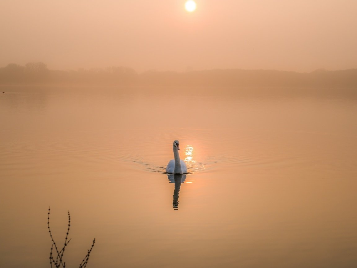 Обои озеро, утро, рассвет, птица, лебедь, lake, morning, dawn, bird, swan разрешение 2560x1708 Загрузить