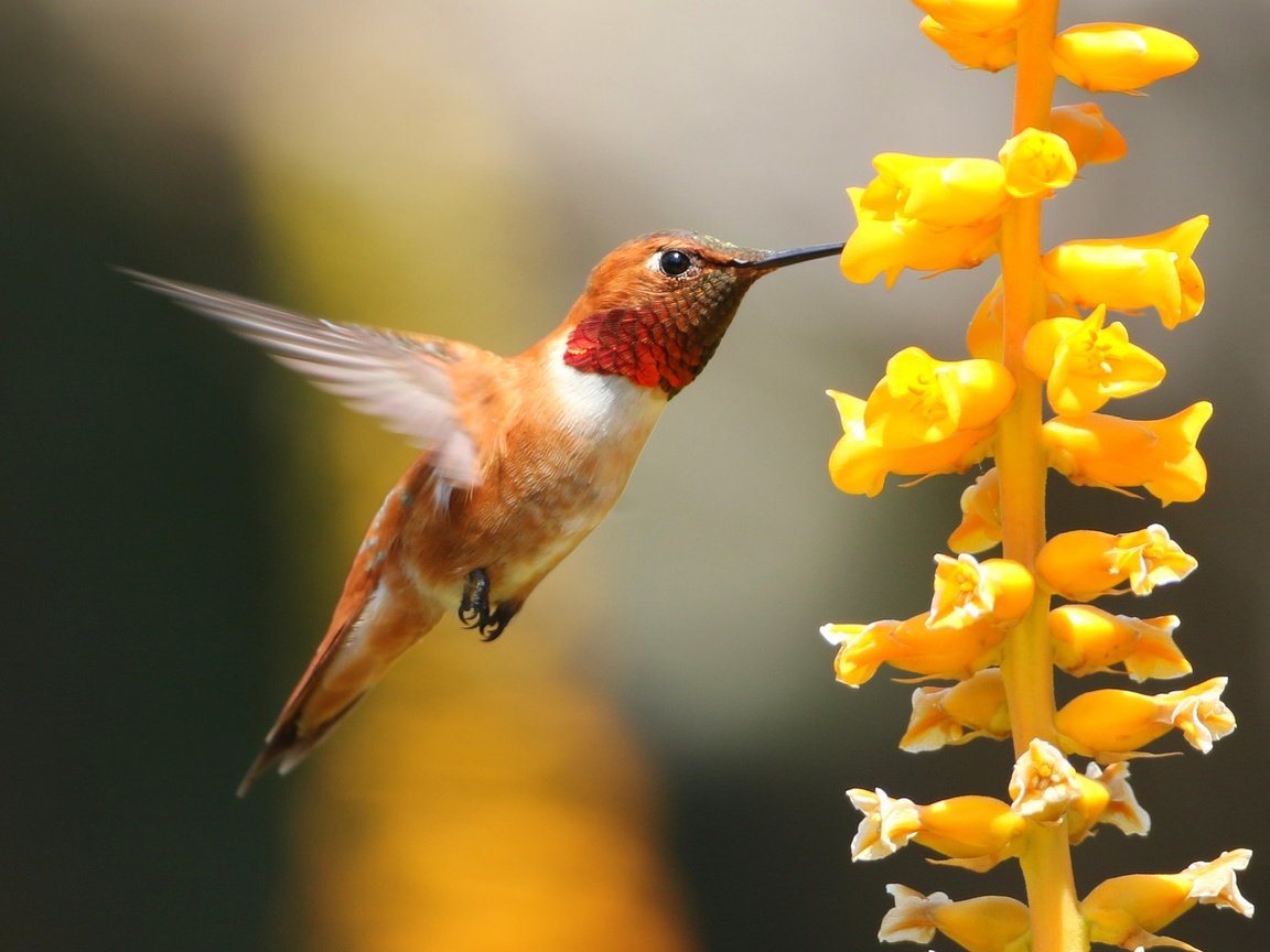 Обои макро, цветок, птица, клюв, колибри, macro, flower, bird, beak, hummingbird разрешение 2048x1424 Загрузить