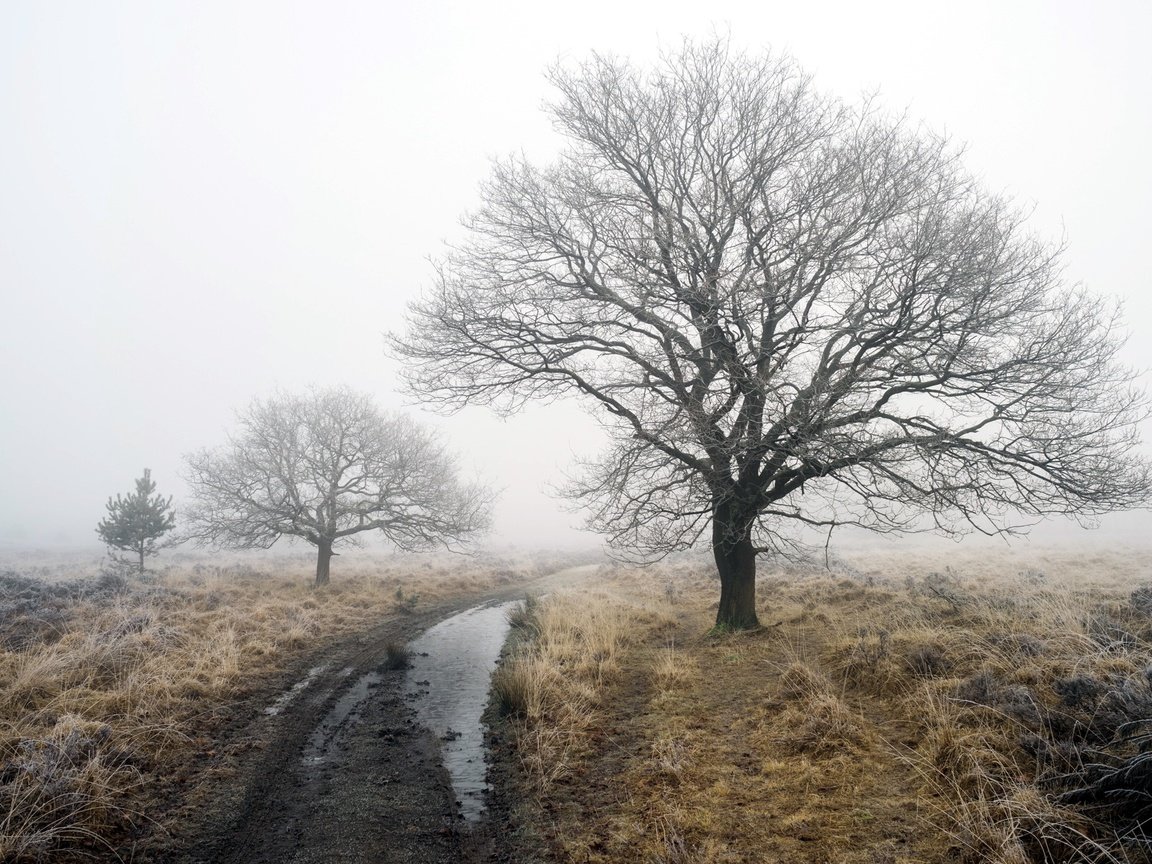 Обои дорога, деревья, зима, туман, robert-paul jansen, road, trees, winter, fog разрешение 2048x1365 Загрузить