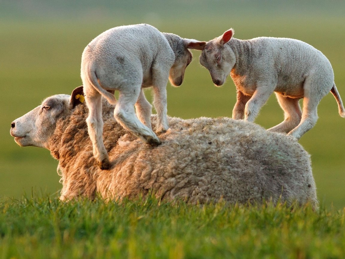 Обои трава, игра, овцы, бараны, ягнята, grass, the game, sheep, lambs разрешение 2500x1667 Загрузить