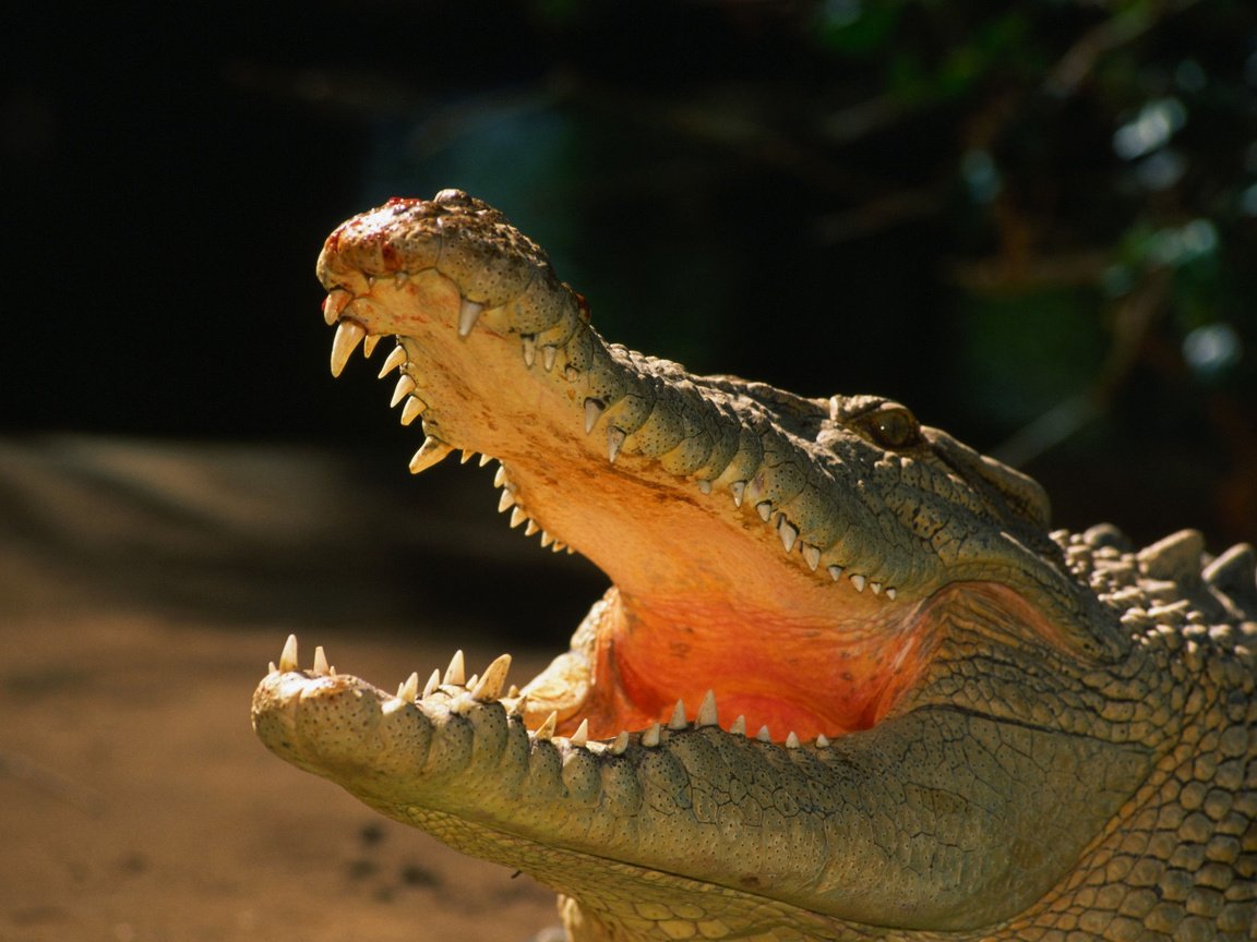 Обои зубы, крокодил, пасть, рептилия, пресмыкающиеся, аллигатор, teeth, crocodile, mouth, reptile, reptiles, alligator разрешение 2560x1600 Загрузить