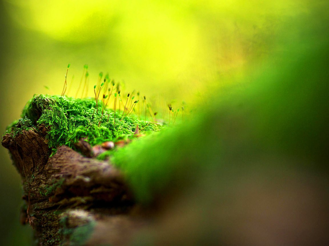 Обои свет, трава, природа, размытость, тень, мох, поверхность, light, grass, nature, blur, shadow, moss, surface разрешение 1920x1280 Загрузить