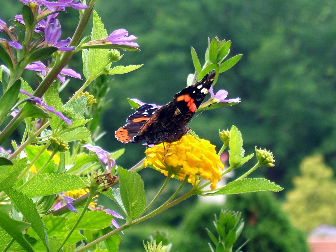 Обои цветы, трава, насекомое, бабочка, flowers, grass, insect, butterfly разрешение 3769x2355 Загрузить