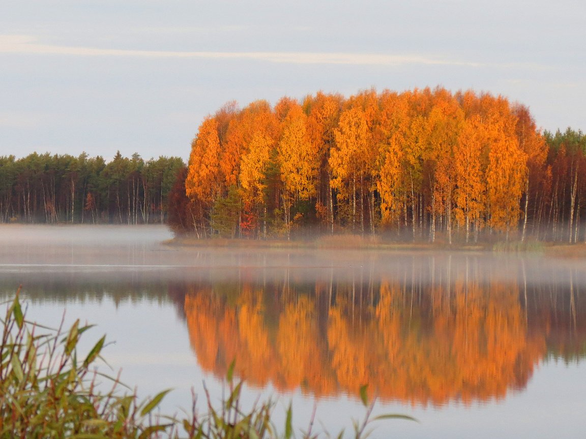 Обои лес, осень, пруд, дымка, тишь, forest, autumn, pond, haze, quiet разрешение 1920x1200 Загрузить