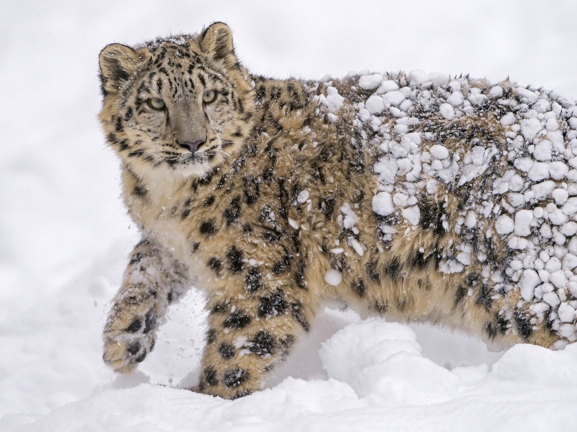 Обои морда, дикая кошка, снег, молодой, пятна, снежный леопард, хищник, снежный барс, мех, ирбис, барс, face, wild cat, snow, young, spot, predator, snow leopard, fur, irbis, bars разрешение 2560x1700 Загрузить
