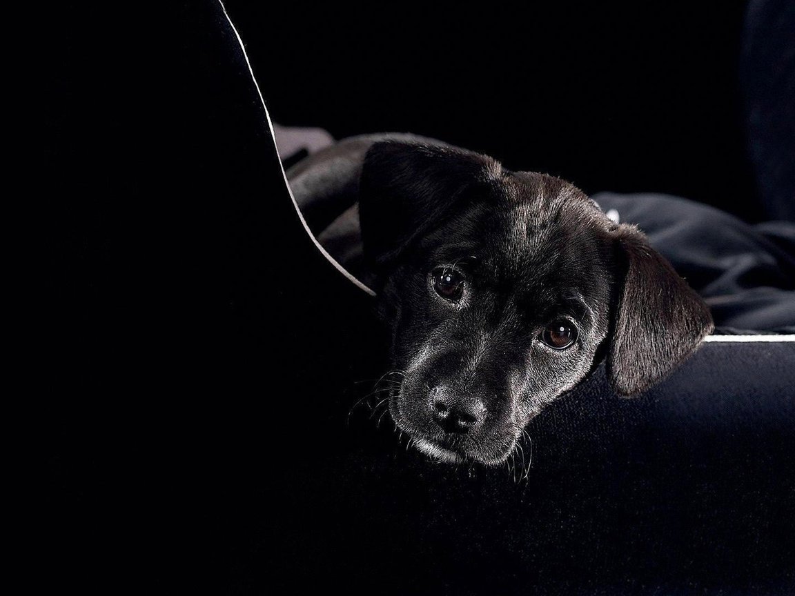 Обои глаза, морда, черный, собака, щенок, eyes, face, black, dog, puppy разрешение 1920x1080 Загрузить