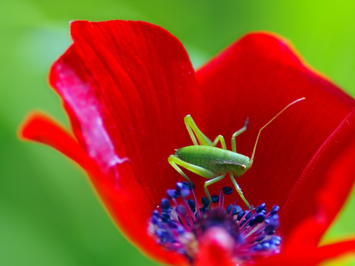 Обои макро, насекомое, цветок, мак, кузнечик, ziva & amir, macro, insect, flower, mac, grasshopper разрешение 3023x2174 Загрузить