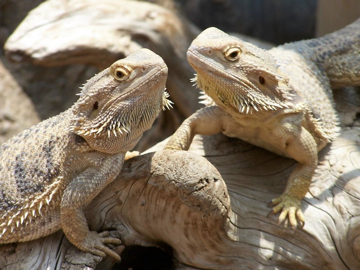 Обои ящерица, рептилия, пресмыкающиеся, бородатая агама, агама, lizard, reptile, reptiles, bearded agama, agama разрешение 2418x1606 Загрузить