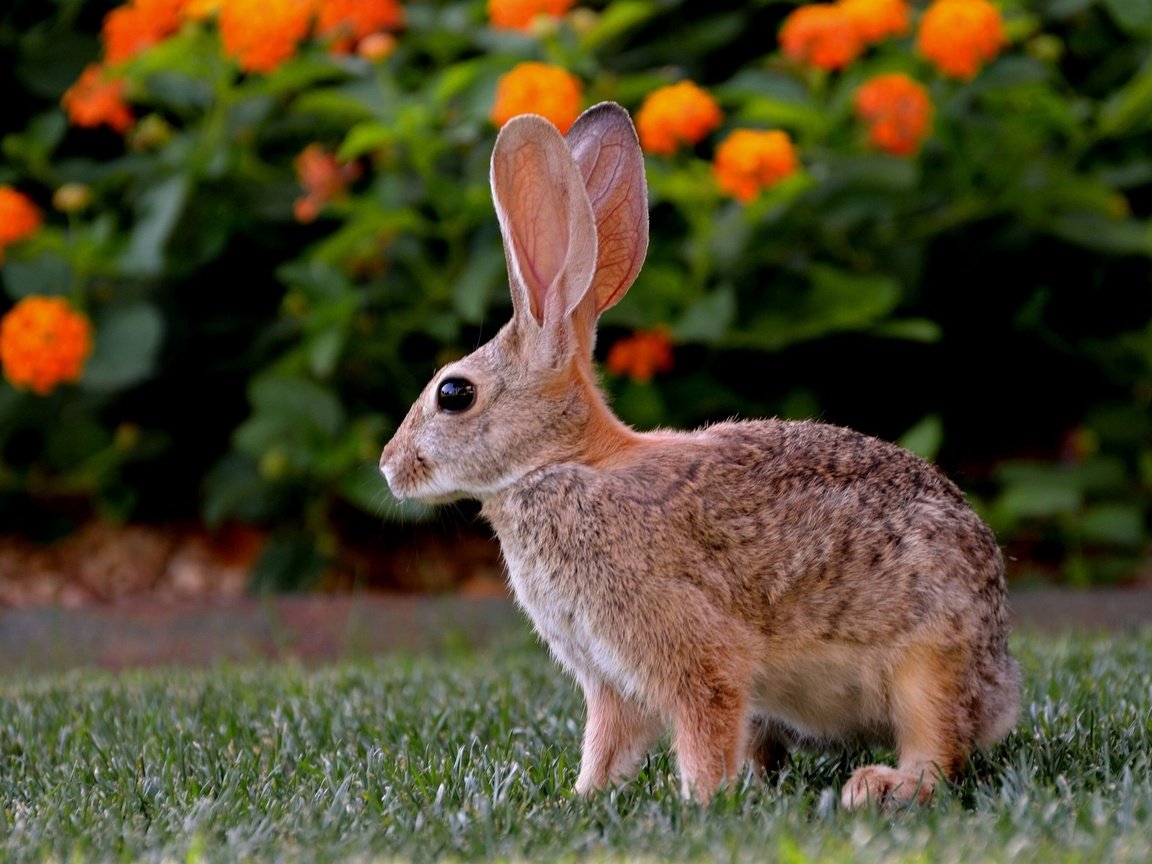 Обои цветы, трава, кролик, зеленая, лужайка, заяц, flowers, grass, rabbit, green, lawn, hare разрешение 2560x1600 Загрузить