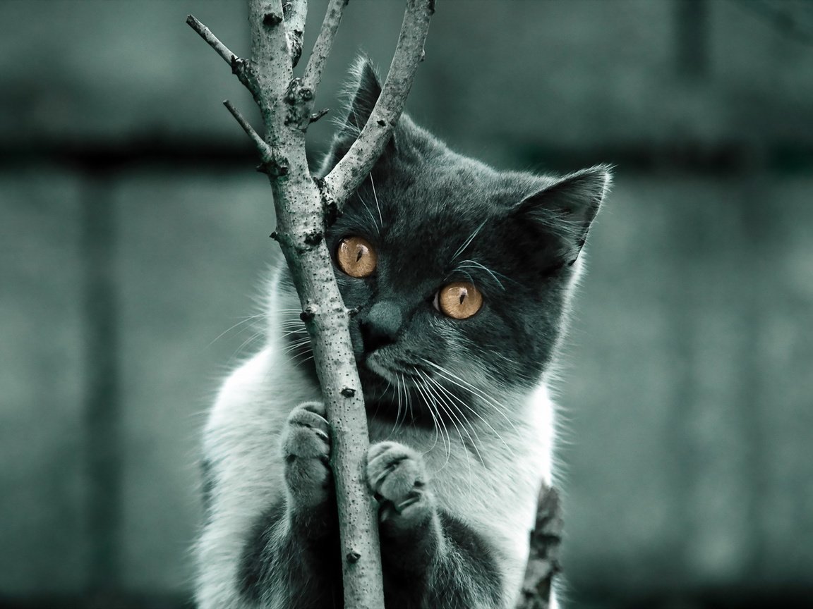 Обои дерево, фон, когти, кошка. взгляд, tree, background, claws, cat. look разрешение 1920x1200 Загрузить