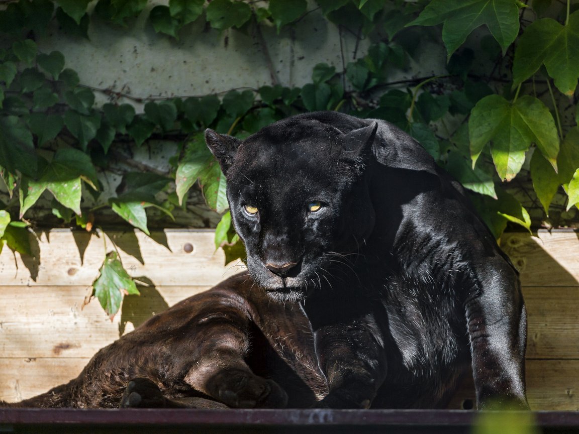 Обои морда, взгляд, хищник, большая кошка, пантера, черная, face, look, predator, big cat, panther, black разрешение 4100x3075 Загрузить