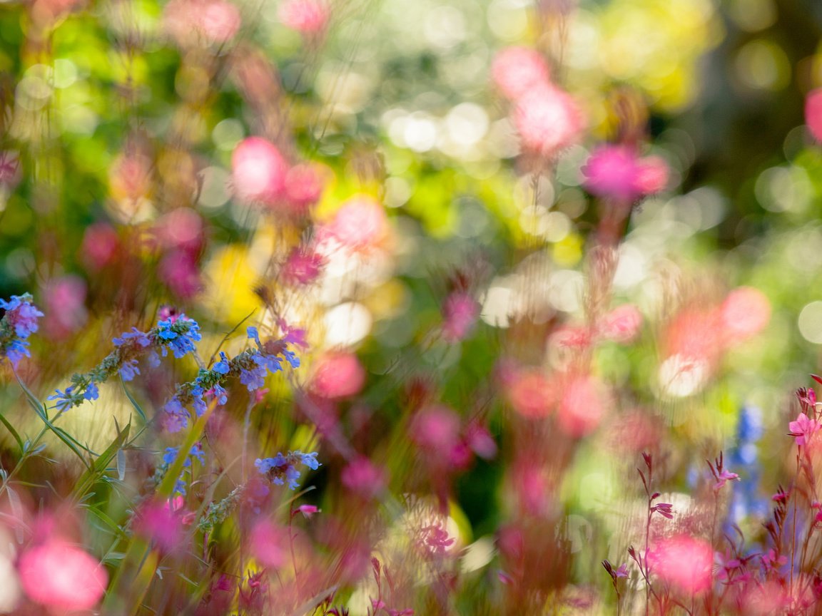 Обои цветы, природа, лето, полевые цветы, боке, flowers, nature, summer, wildflowers, bokeh разрешение 2048x1185 Загрузить