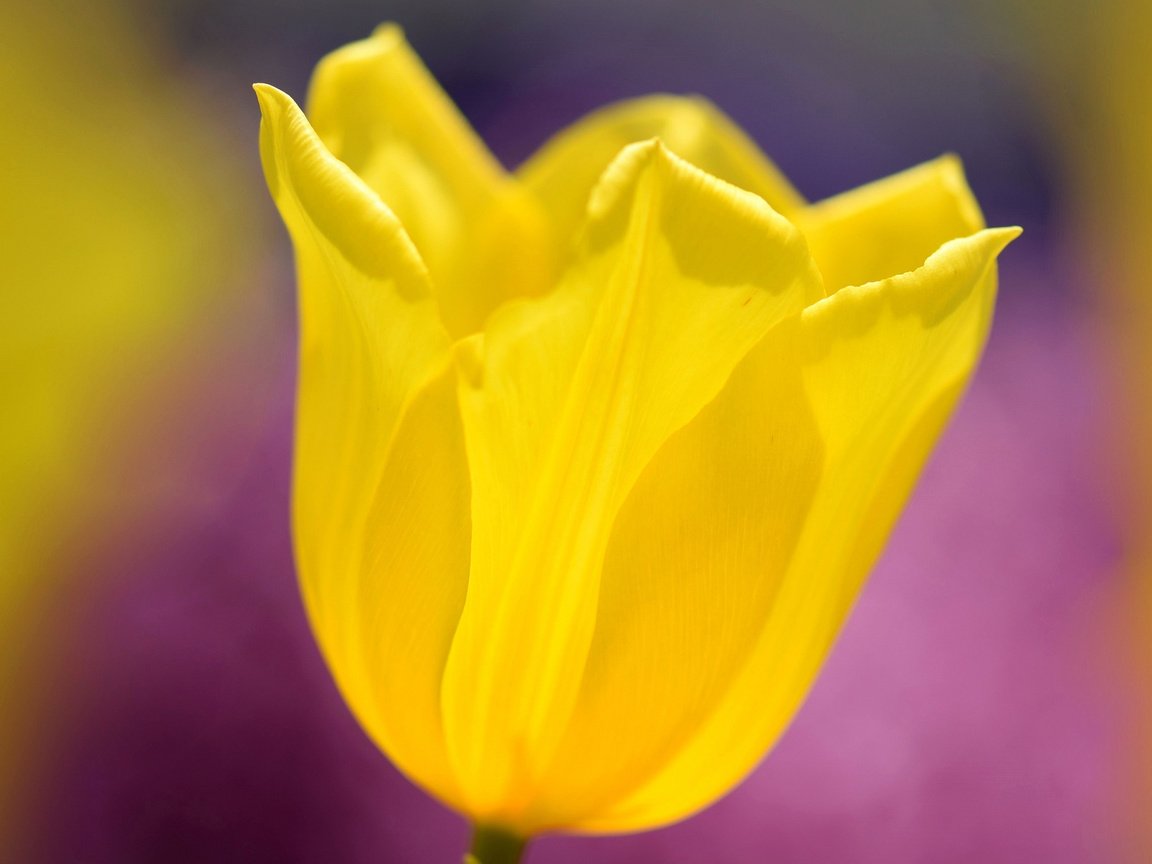 Обои желтый, макро, цветок, весна, тюльпан, yellow, macro, flower, spring, tulip разрешение 2048x1336 Загрузить